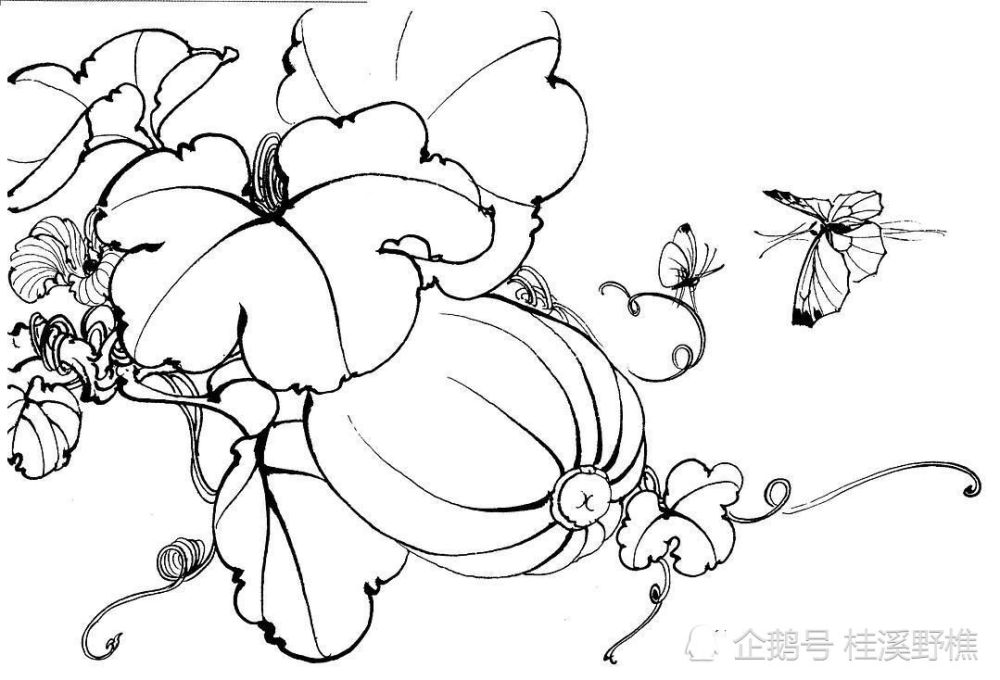 白描花卉中蝴蝶怎么画?线稿示范教你画,收藏临摹起来