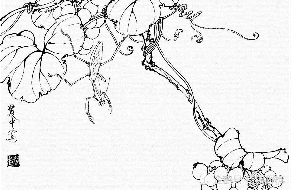 白描花卉中蝴蝶怎么画?线稿示范教你画,收藏临摹起来