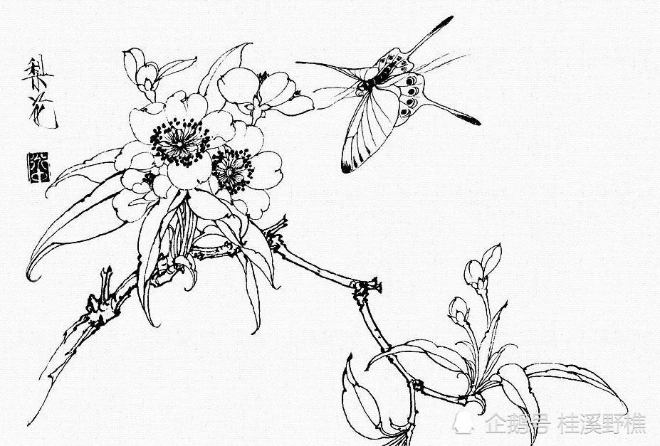 白描花卉中蝴蝶怎么画?线稿示范教你画,收藏临摹起来