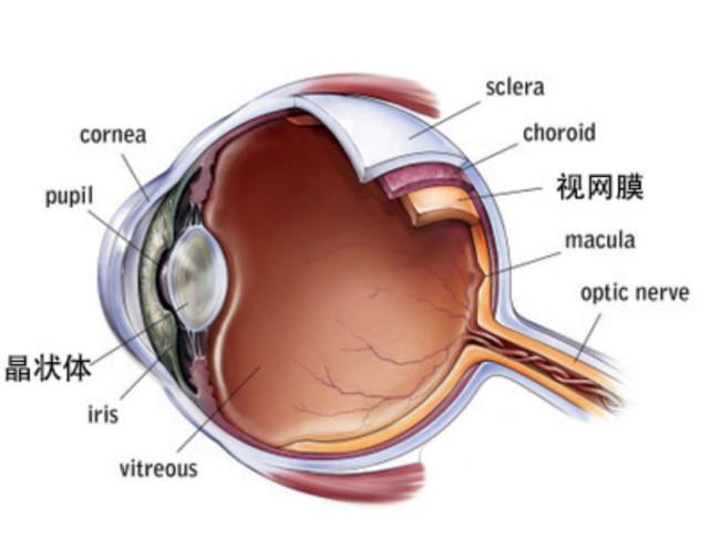 什么是视网膜脱落? 视网膜,就相当于是我们眼睛的底.