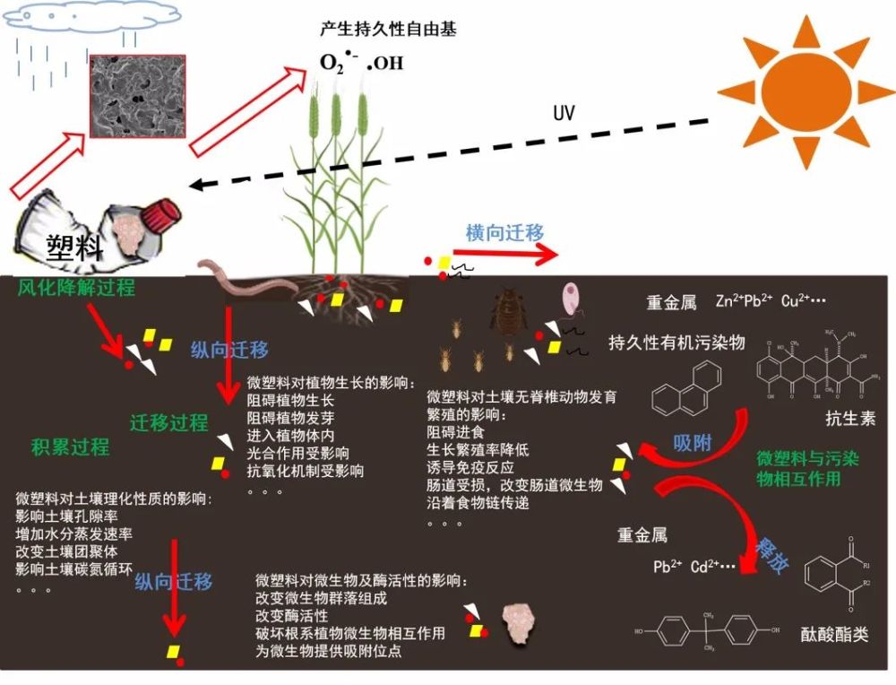 土壤学报封面文章骆永明土壤环境中微塑料污染来源过程及风险