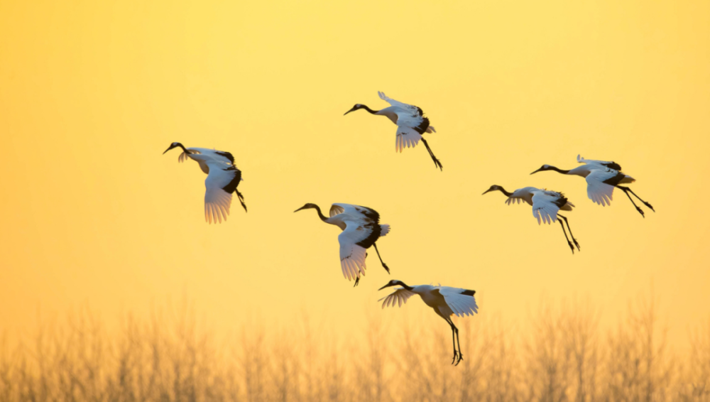 盐城国家级珍禽自然保护区飞翔的丹顶鹤