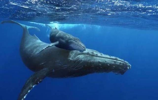 最大的鲸鱼尸体被发现,体重77吨,如此庞大是什么生物