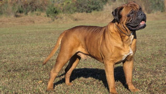 盘点地球上10种最爱咬人的狗:杜宾犬排第8,那比特犬呢?