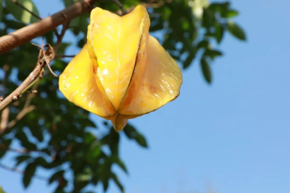 糖和枸橡酸 还有多种维生素和矿物质 果实饱满芳香清甜 carambola