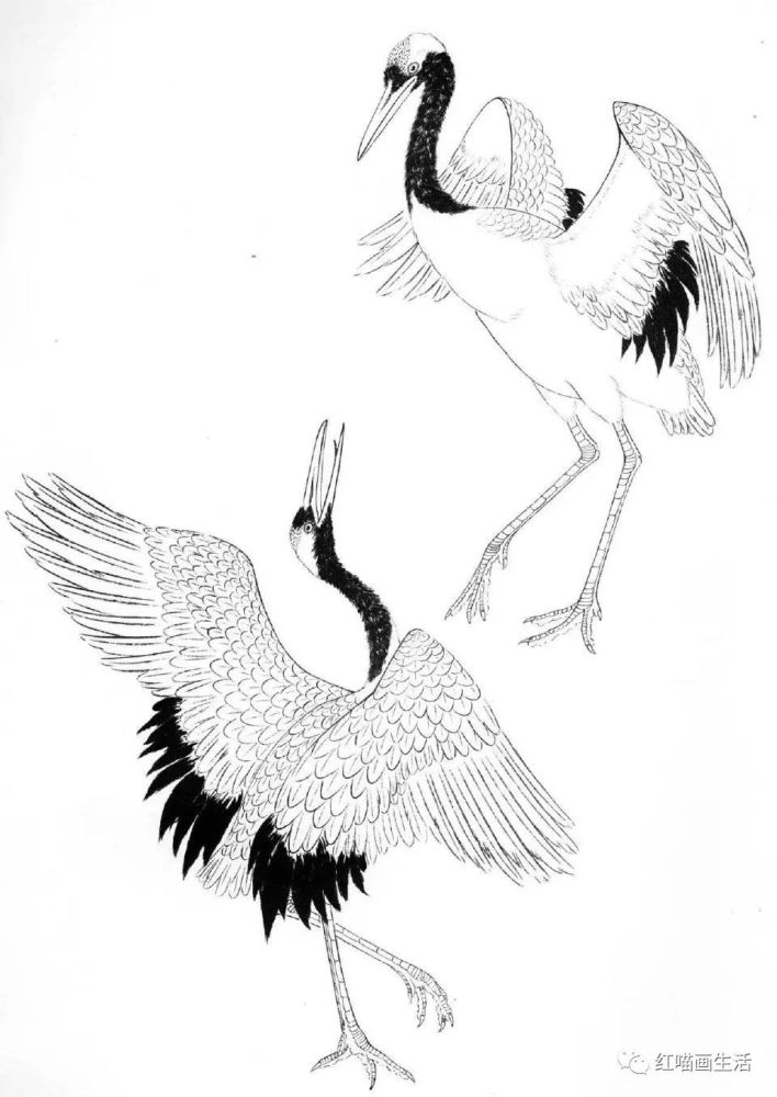 白描|吉祥仙鹤画起来