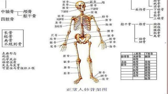 人由206块骨头组成,而中国人只有204块,缺的地方很尴尬!
