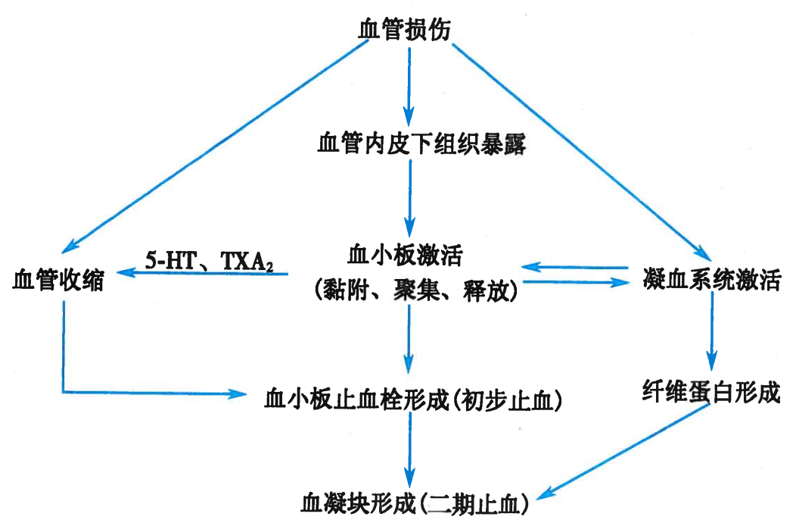 血小板聚集黏附后血小板激活,释放血栓烷a2(txa2,二磷酸腺苷(adp,三