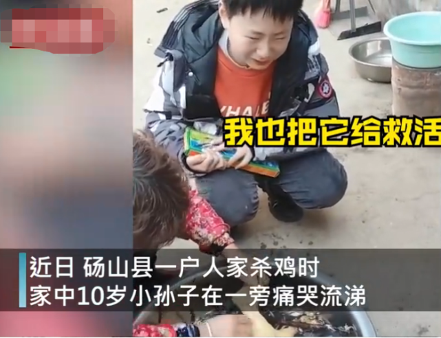 过年家里杀鸡男孩心疼哭成泪人姑姑别人家的鸡就能吃