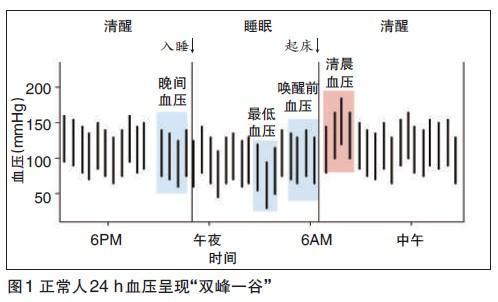 说到血压的日波动性,我们的血压在一天24小时内会呈现两峰一谷的特点