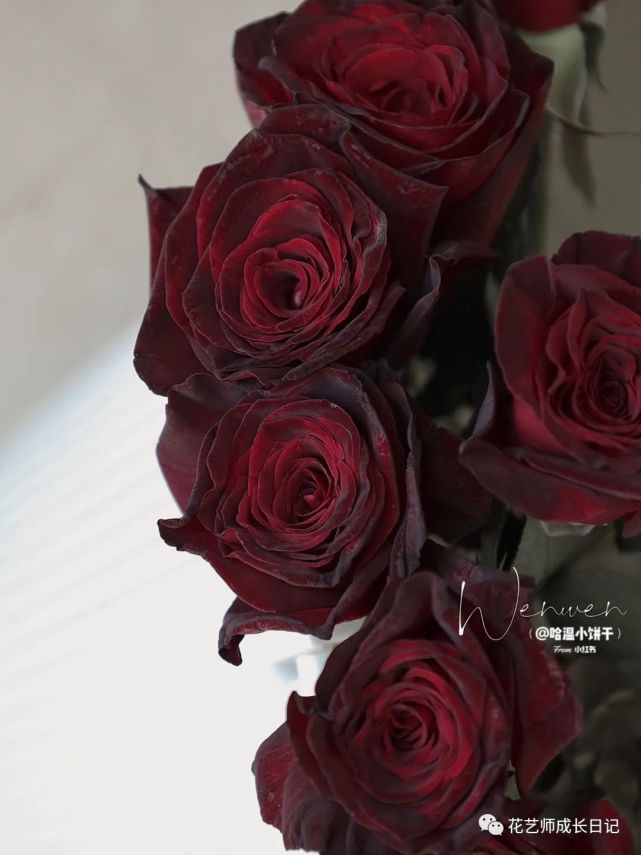 100朵玫瑰vol5:黑巴克,诱惑又高级,浓浓丝绒感的蓝调