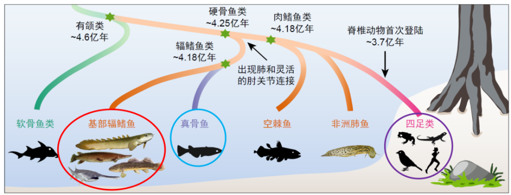 cell重磅鱼类祖先原来是这样上岸的研究揭示原始辐鳍鱼类基因组