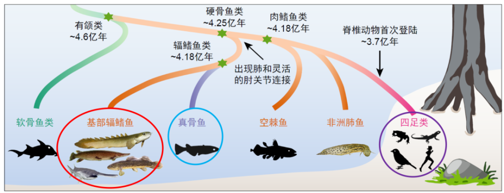 cell重磅:鱼类祖先原来是这样上岸的!研究揭示原始辐鳍鱼类基因组