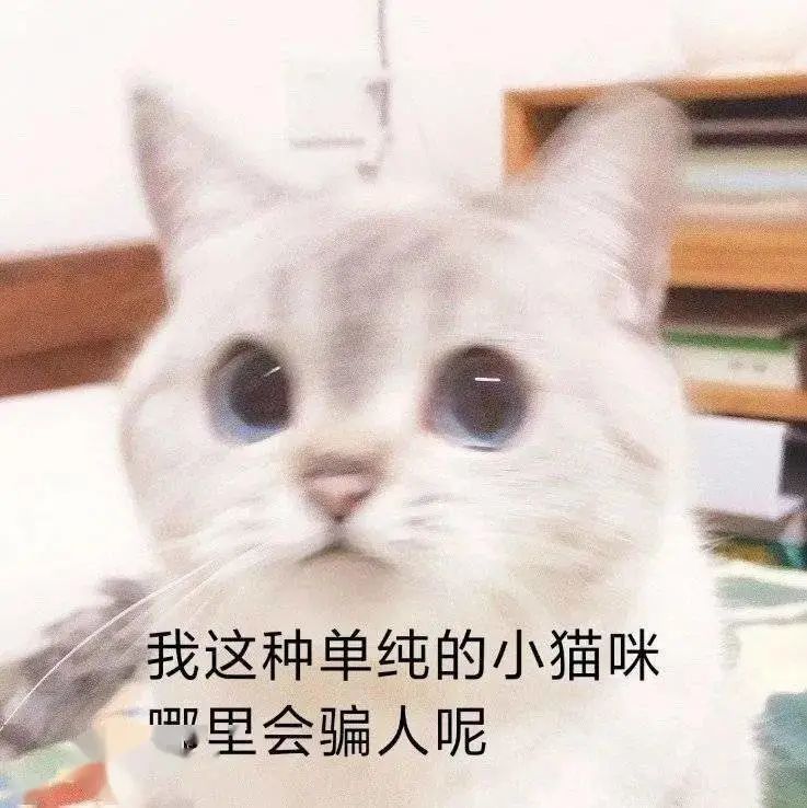 表情包猫咪表情你很牛哦