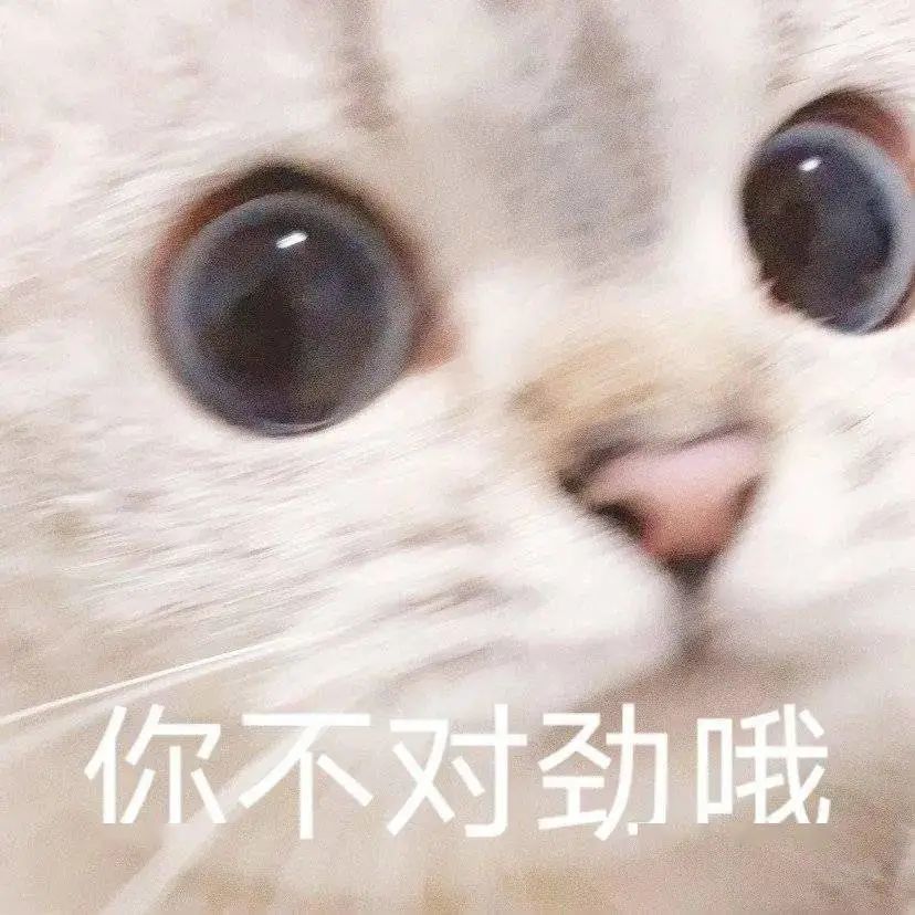 表情包:猫咪表情你很牛哦