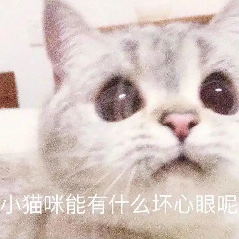 表情包猫咪表情你很牛哦