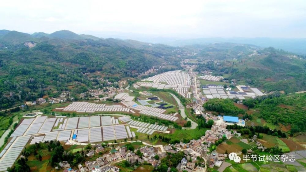 立春过后走进纳雍县寨乐乡革新村,1100多个蔬菜大棚气势恢弘地铺展在