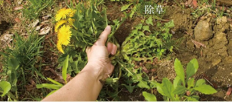 野草什么生成语_兔子吃什么野草图片