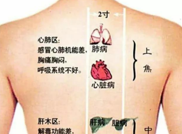 脊背是身体五脏的"反射区,五脏六腑的神经和血管都和背部紧密相连