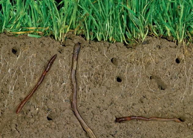 电击捉蚯蚓,一年上万吨?地下产业链背后隐藏着严重土壤生态危机