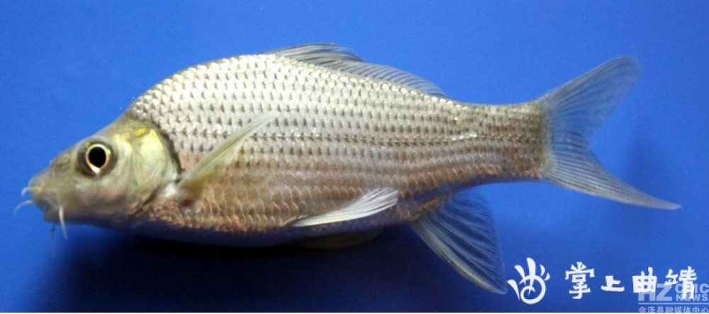 会泽县牛栏江内4种和1类土著鱼被列入国家二级保护动物