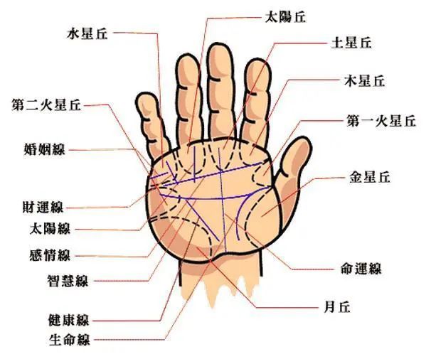 中,可以看出人的身体健康,聪明程度以及情感运势,但人的手掌纹路繁多