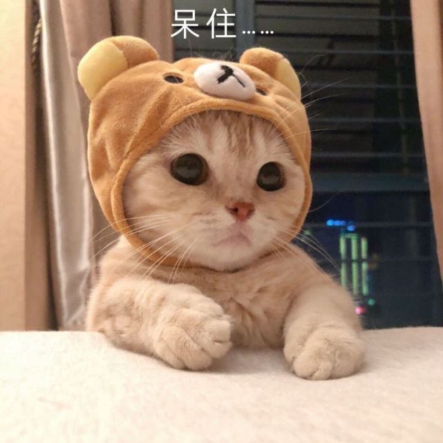 可爱猫咪表情包2