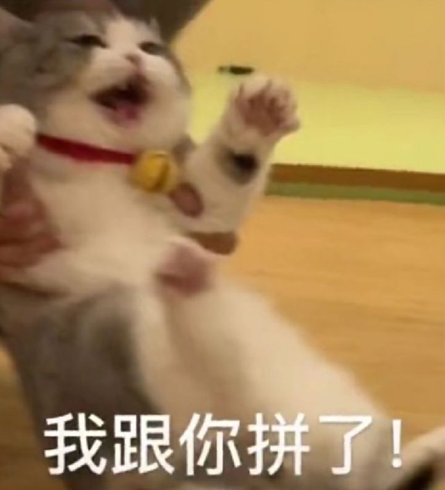 壁纸 动物 狗 狗狗 猫 猫咪 小猫 桌面 641_706