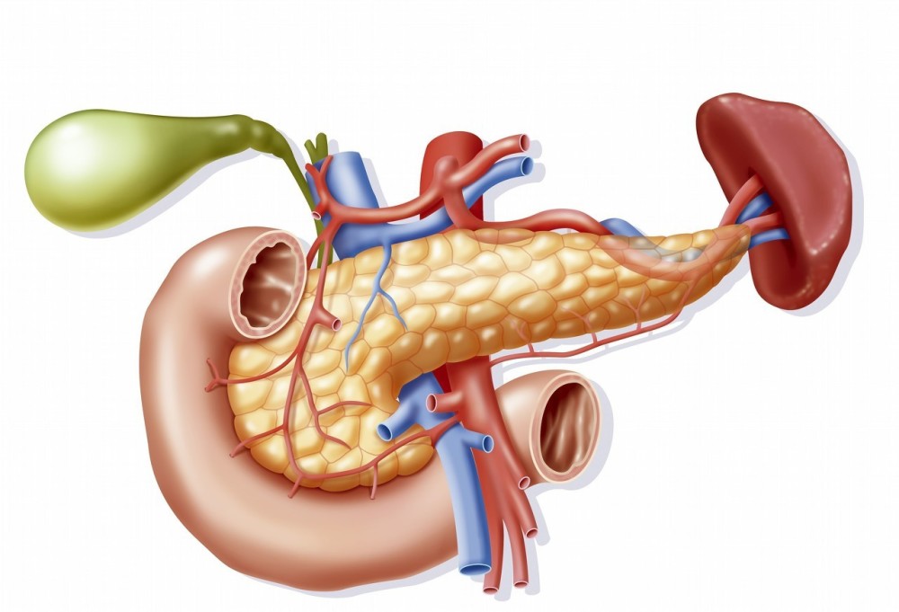 人体贮存胆汁的重要器官是胆囊,而胆汁的主要作用是吸收营养物质