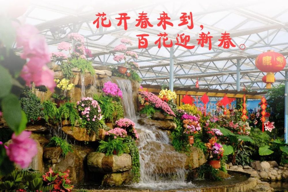 新春佳节将至,美景不停歇.绿博园苏铁园中百花盛开,带您步入梦幻花海.
