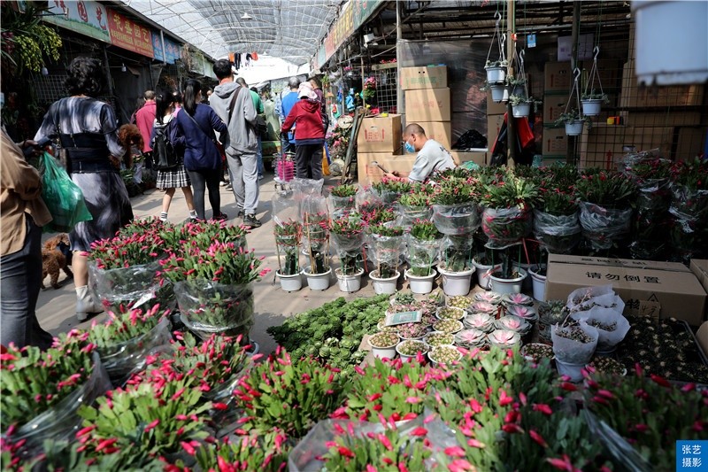 春节到逛广州最大的岭南花卉市场买盆年花就过年