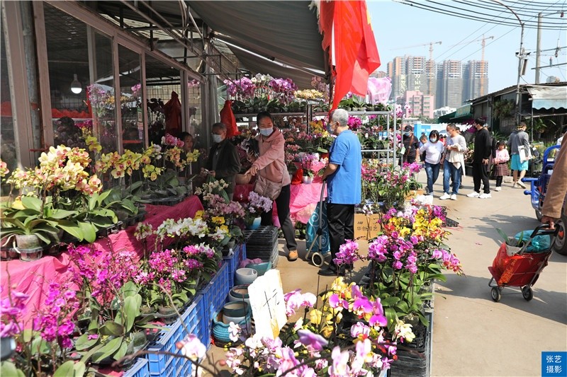 春节到逛广州最大的岭南花卉市场买盆年花就过年