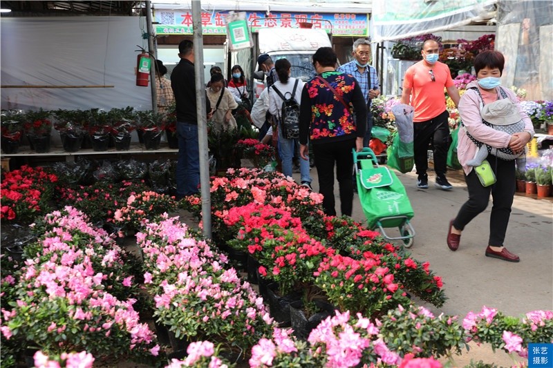 春节到逛广州最大的岭南花卉市场买盆年花就过年