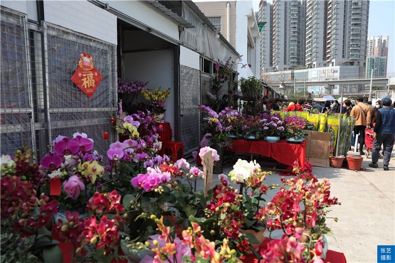 春节到逛广州最大的岭南花卉市场买盆年花就过年