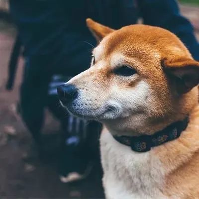 单身狗头像沙雕