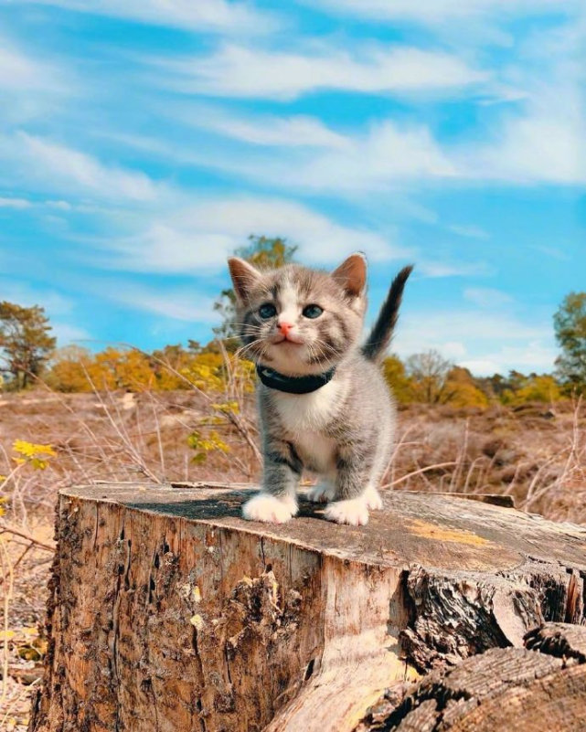 可爱小奶猫图片