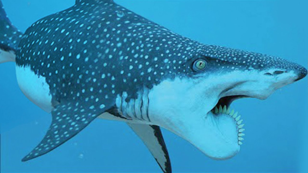 地球上最罕见的5个鲨鱼品种,一种也没见过!