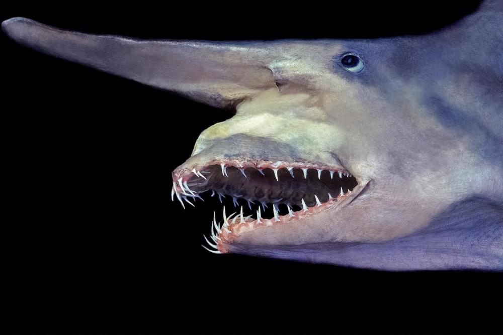 地球上最罕见的5个鲨鱼品种,一种也没见过!