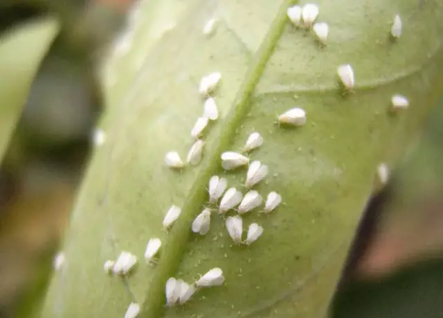 柑橘同翅目害虫大赏,个个都是狠角色,你都认识吗?