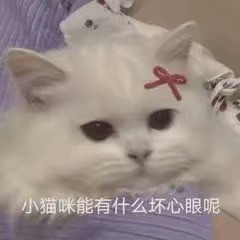 可爱表情包 小猫咪能有什么坏心思呢