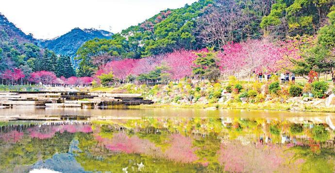 这两天,福州各大公园里,福建山樱花进入最佳赏花季,金鸡山