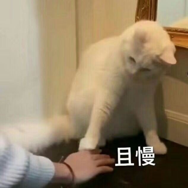 猫咪表情包|小猫咪也不知道它会掉毛,它只是想蹭你