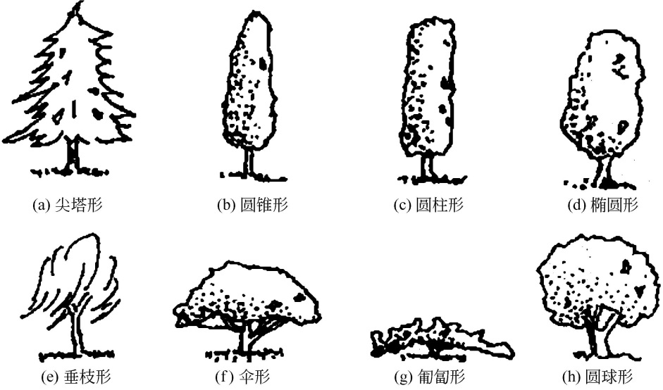 苗木修剪的常见造型与修剪方法行家会收藏起来