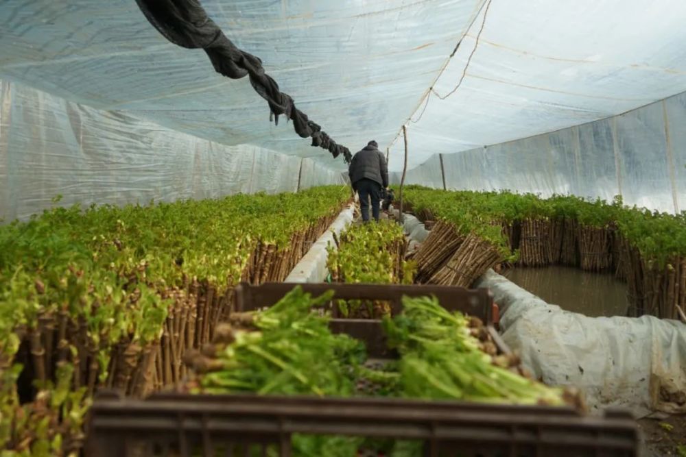 水生种植刺嫩芽 高家村大棚生金流银_腾讯新闻