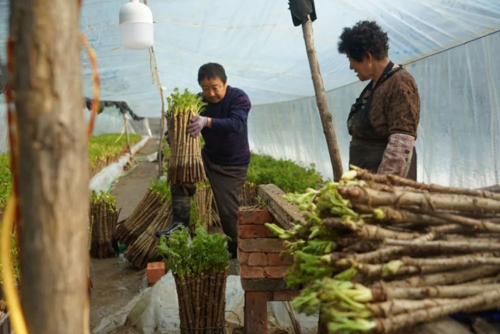 水生种植刺嫩芽 高家村大棚生金流银_腾讯新闻