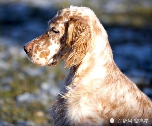 优雅充满活力的英国雪达蹲猎犬(english setter)