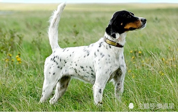 优雅充满活力的英国雪达蹲猎犬(english setter)