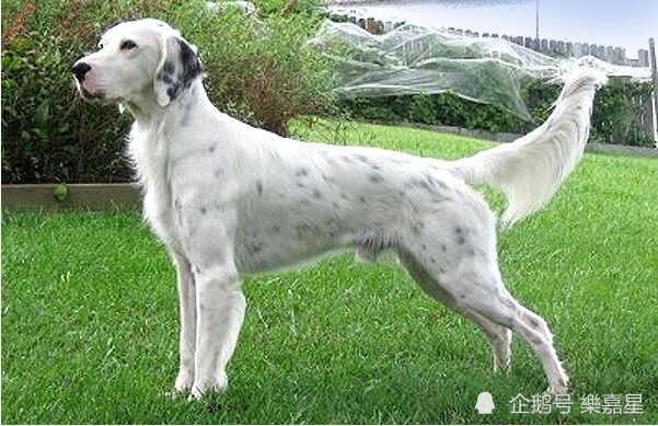 优雅充满活力的英国雪达蹲猎犬(english setter)