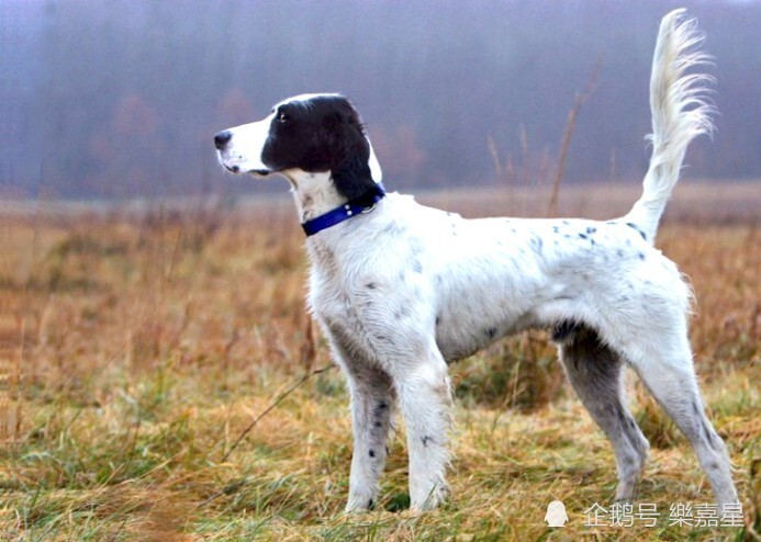 优雅充满活力的英国雪达蹲猎犬(english setter)