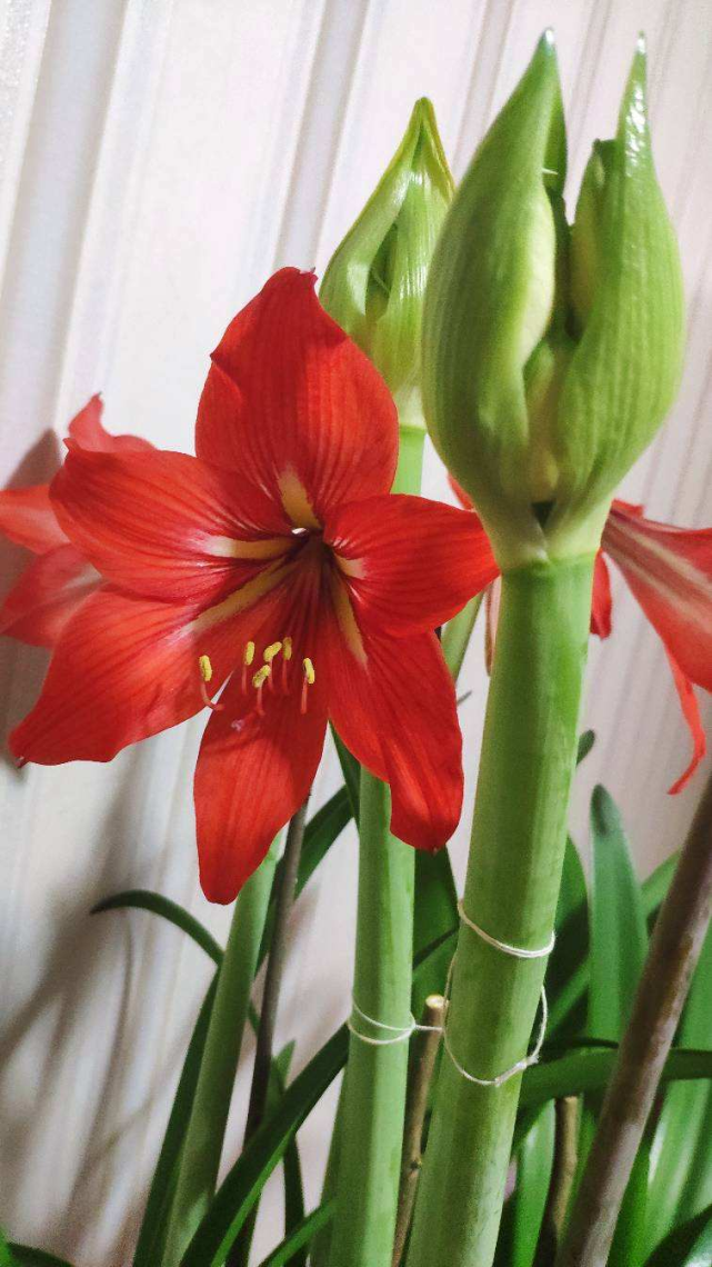 过年家里养花,就养这些"节节高"花,新的一年节节攀升